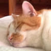 litlcat